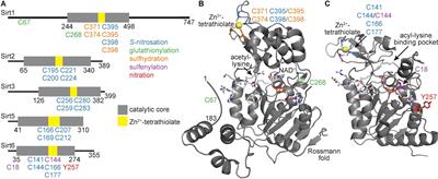 Sirtuin Oxidative Post-translational Modifications